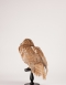 Taxidermy Tawny Owl Circa 1880