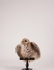 Taxidermy Tawny Owl Circa 1880