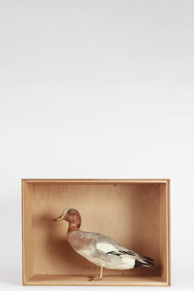 Taxidermy Wigeon By Pape Of Newcastle