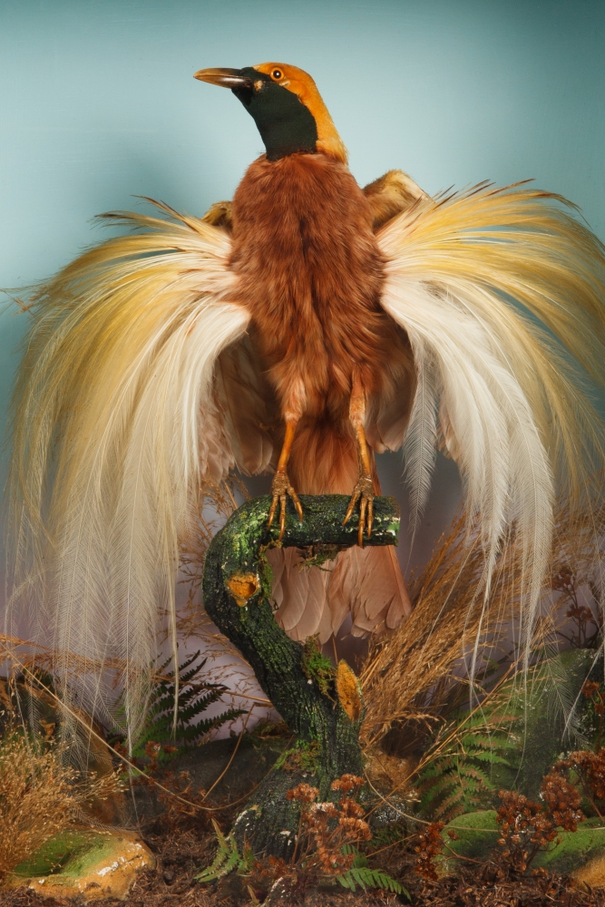 Victorian Taxidermy Bird Of Paradise