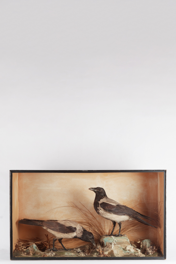 Victorian Taxidermy Case Of Hooded Crows
