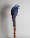 A Victorian Taxidermy Specimen Of A Hyacinth Macaw